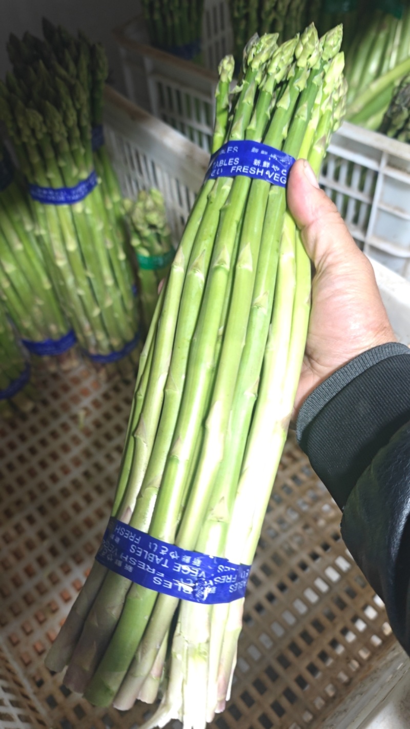 福建绿芦笋批发部