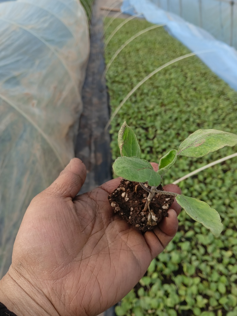 精品黑龙王长茄苗量大从优产地直发云贵川优先发货欢迎咨询