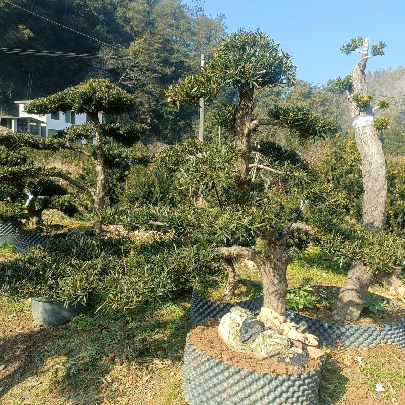 各种造型罗汉松盆景