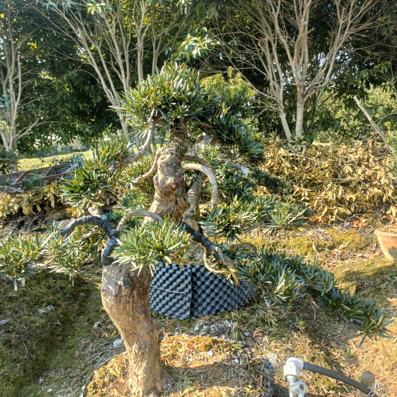 各种造型罗汉松盆景