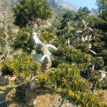 各种造型罗汉松盆景