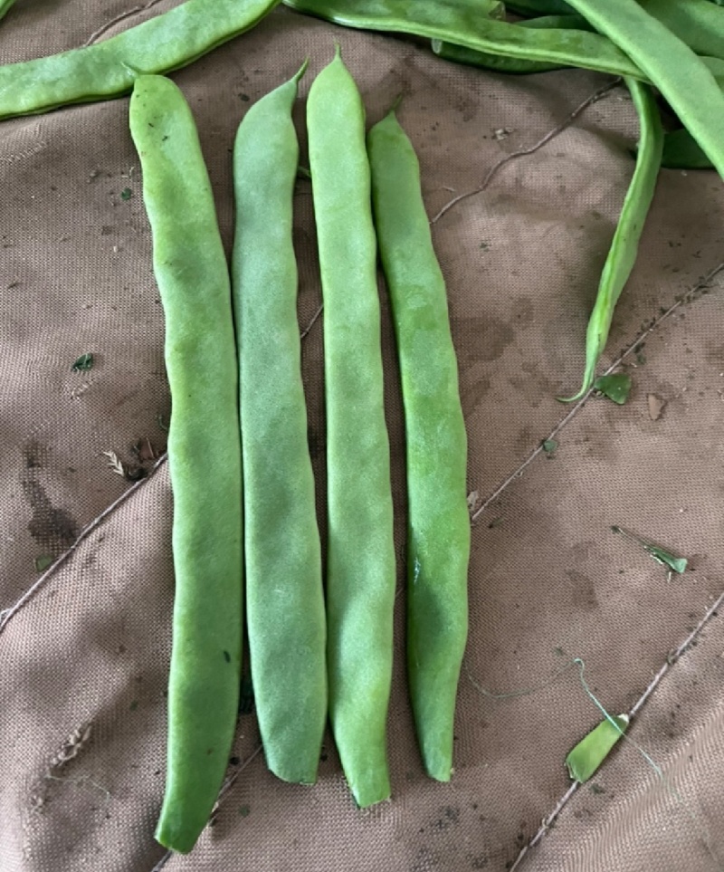 扁芸豆超市电商市场大量现货各种包装欢迎来电