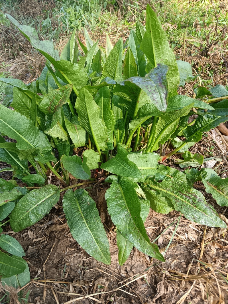 土大黄