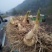 （包邮）野生多花姜形黄精块茎倒苗品种姜形黄精种苗块茎