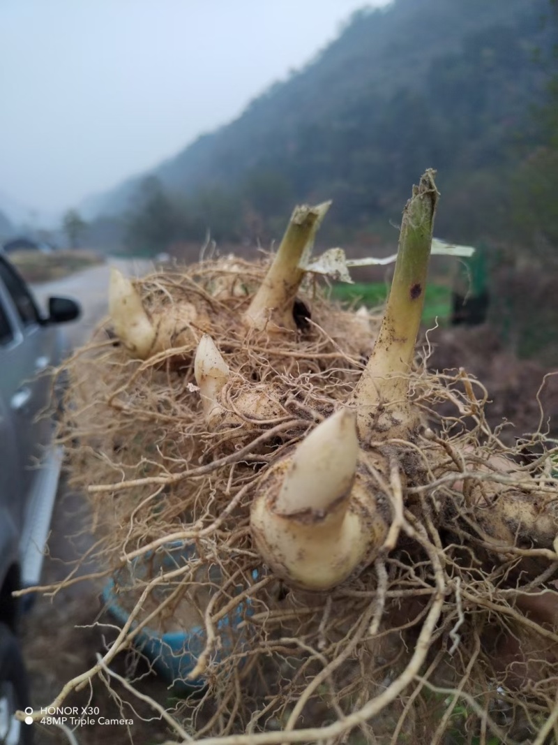 （包邮）野生多花姜形黄精块茎倒苗品种姜形黄精种苗块茎