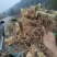 （包邮）野生多花姜形黄精块茎倒苗品种姜形黄精种苗块茎