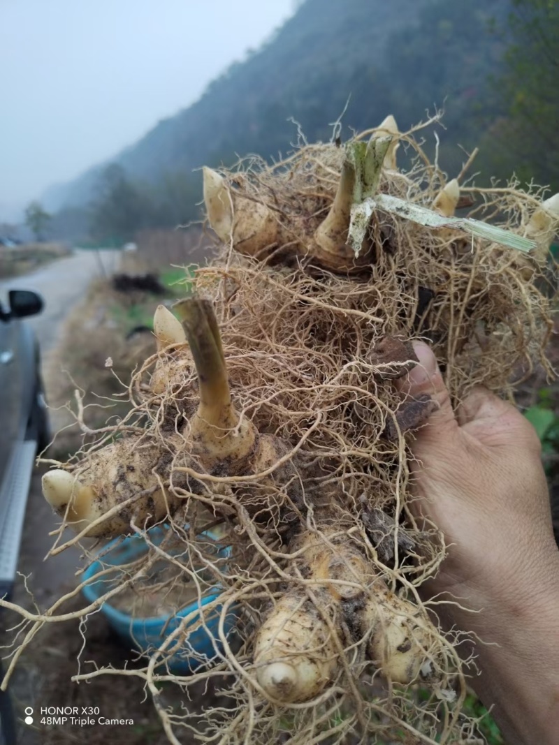 （包邮）野生多花姜形黄精块茎倒苗品种姜形黄精种苗块茎