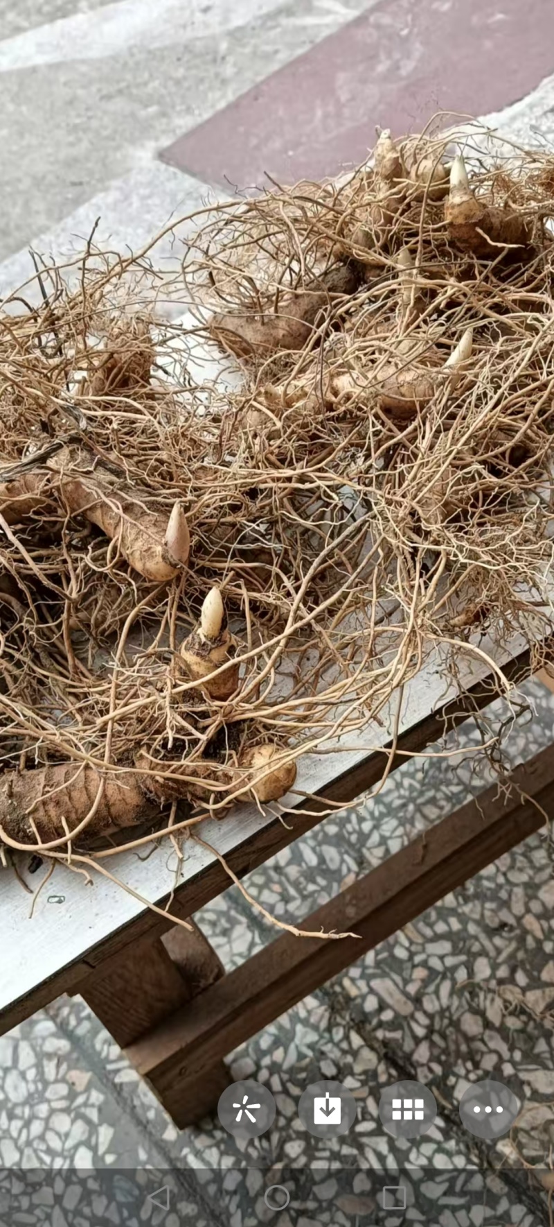 （包邮）野生多花姜形黄精块茎倒苗品种姜形黄精种苗块茎