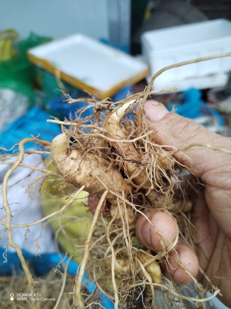 （包邮）野生多花姜形黄精块茎倒苗品种姜形黄精种苗块茎