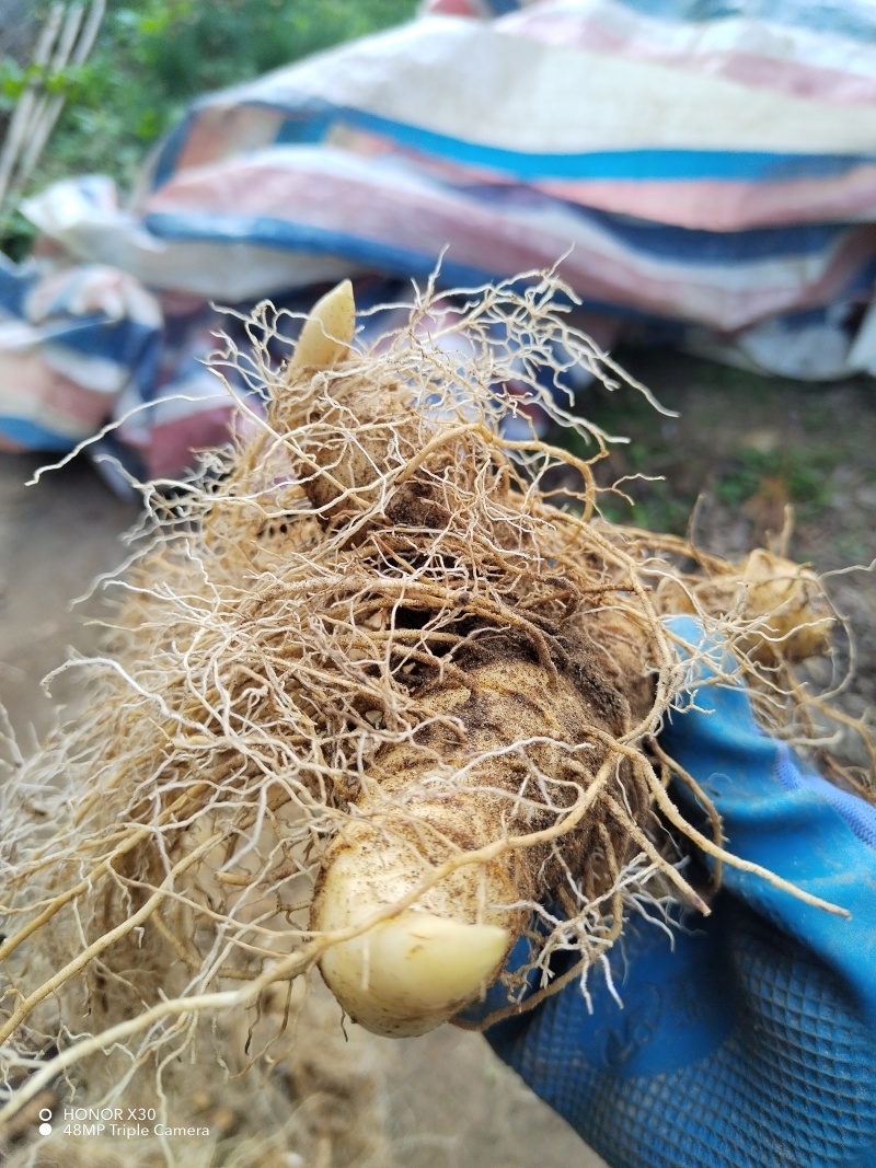 （包邮）野生多花姜形黄精块茎倒苗品种姜形黄精种苗块茎