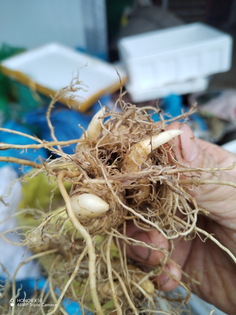 （包邮）野生多花姜形黄精块茎倒苗品种姜形黄精种苗块茎