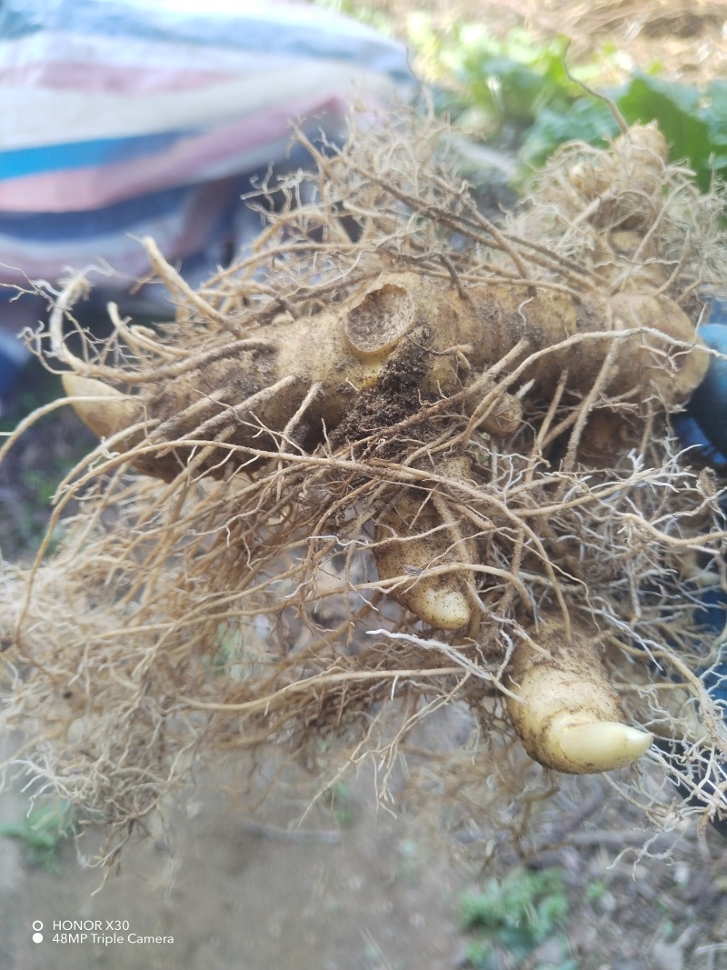 （包邮）野生多花姜形黄精块茎倒苗品种姜形黄精种苗块茎