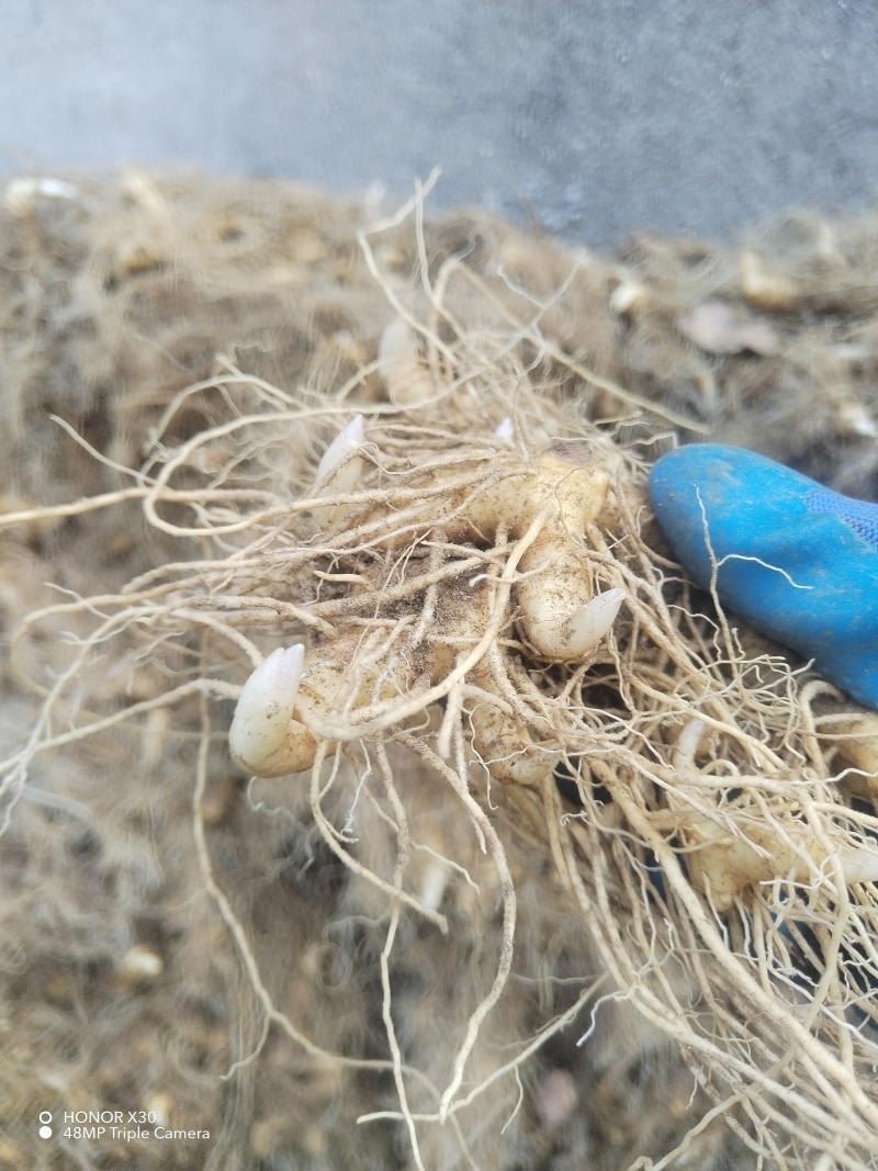 （包邮）野生多花姜形黄精块茎倒苗品种姜形黄精种苗块茎