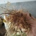 （包邮）野生多花姜形黄精块茎倒苗品种姜形黄精种苗块茎