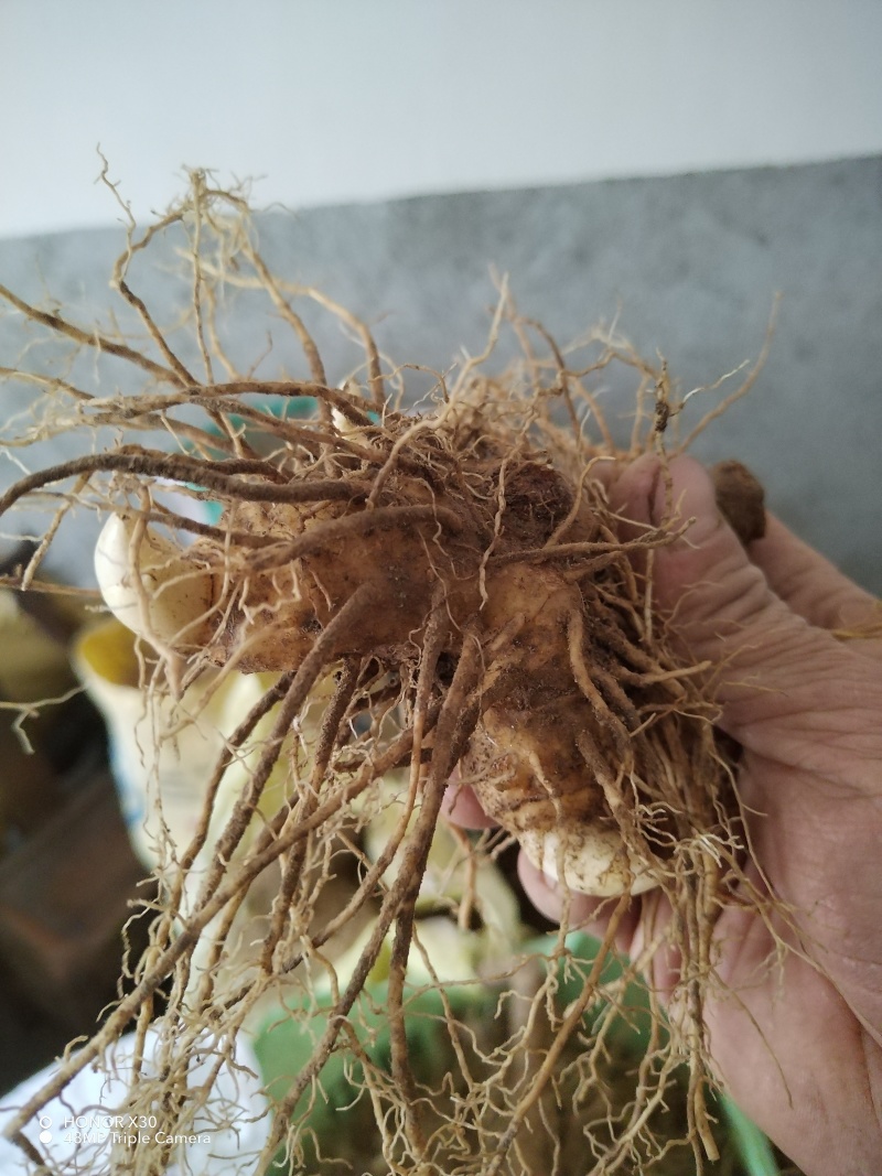 （包邮）野生多花姜形黄精块茎倒苗品种姜形黄精种苗块茎