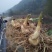 （包邮）野生多花姜形黄精块茎倒苗品种姜形黄精种苗块茎