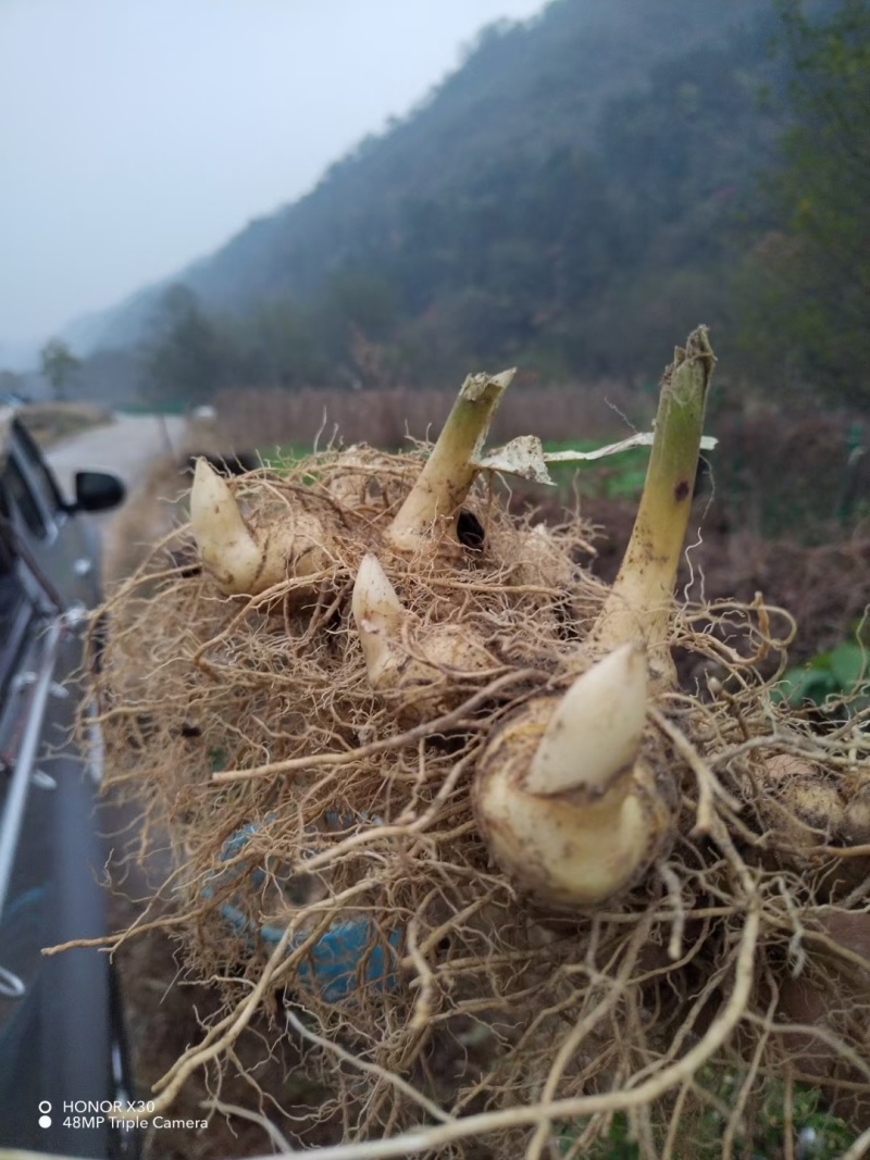 （包邮）野生多花姜形黄精块茎倒苗品种姜形黄精种苗块茎
