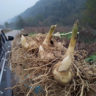 （包邮）野生多花姜形黄精块茎倒苗品种姜形黄精种苗块茎