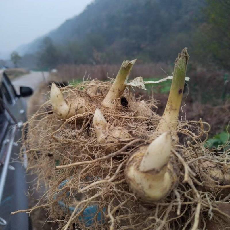 （包邮）野生多花姜形黄精块茎倒苗品种姜形黄精种苗块茎