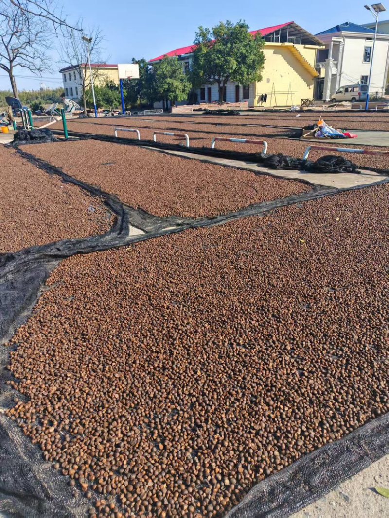 一级山茶油产地江西分宜20年老行家量大从优