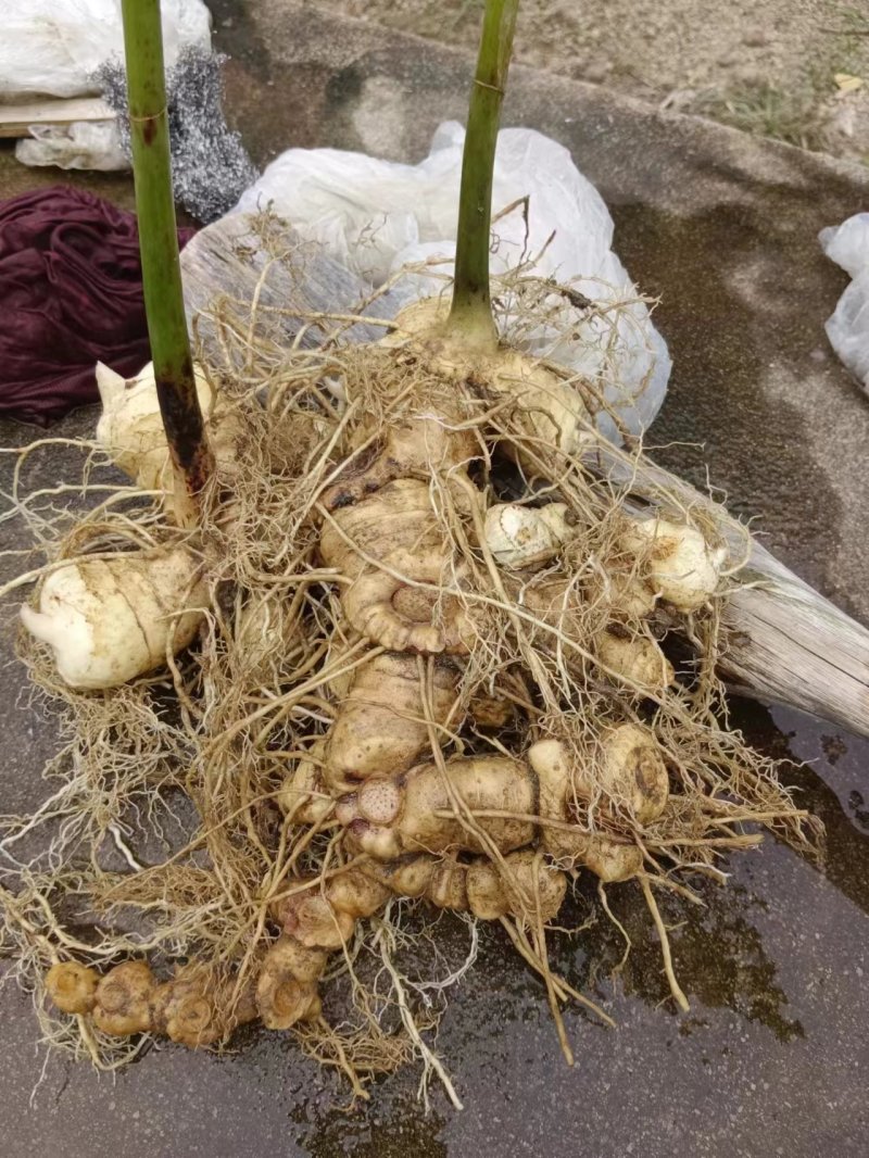 倒苗品种多花姜型甜黄精种子自家老熟种子不满意包退