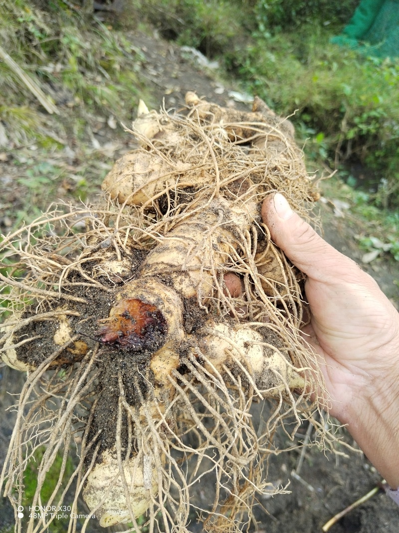 倒苗品种多花姜型甜黄精种子自家老熟种子不满意包退
