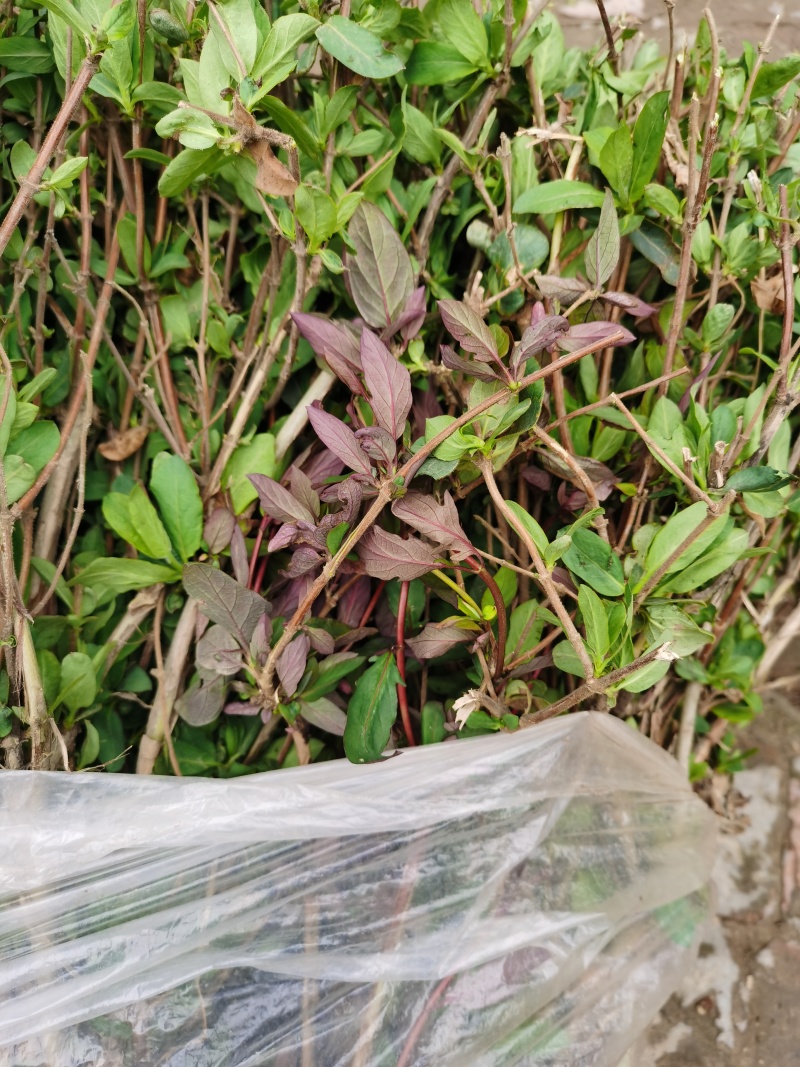 河南封丘四季树形金银花苗
