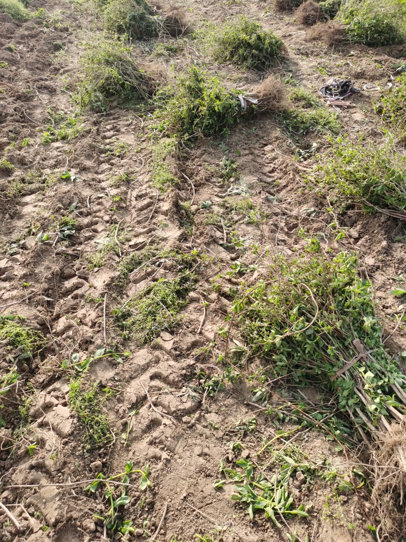 河南封丘四季树形金银花苗（汇丰一号大量出售