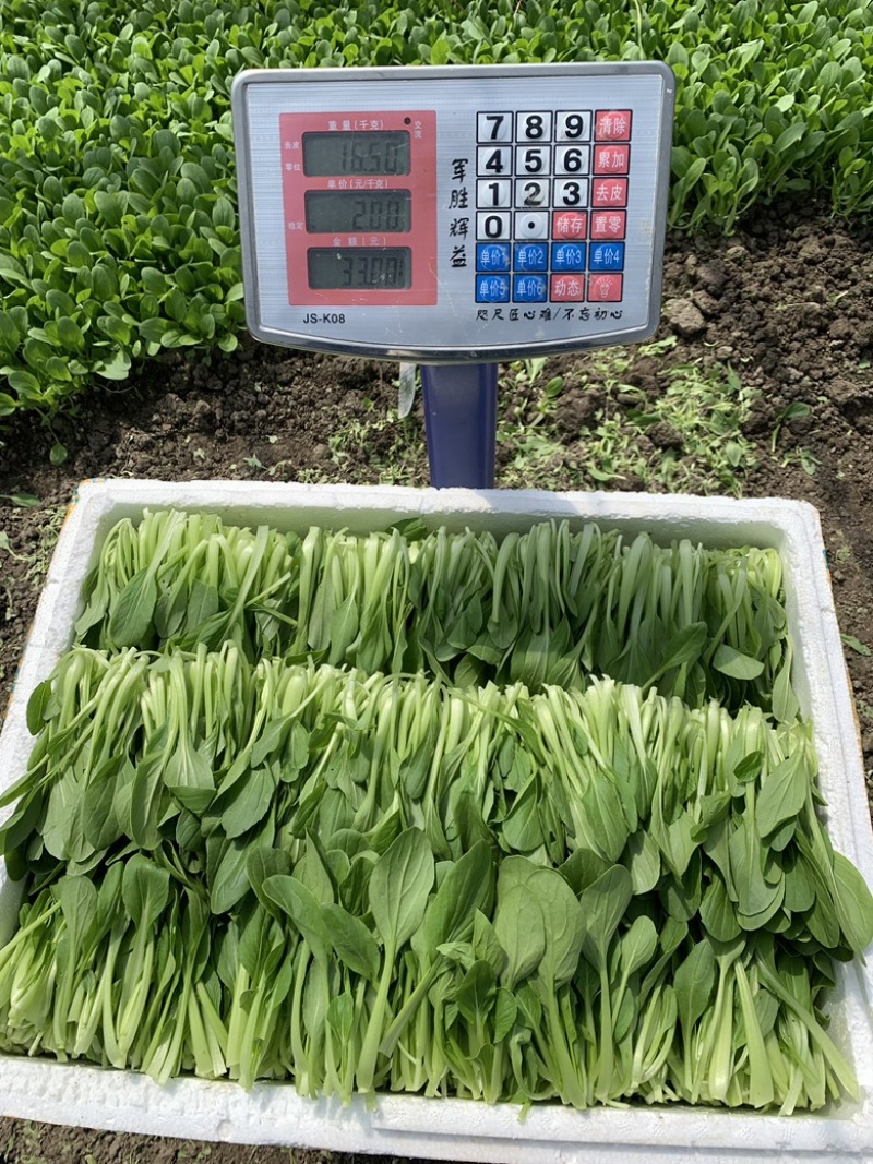 青浦两千亩绿叶菜供应基地，鸡毛菜不断货。