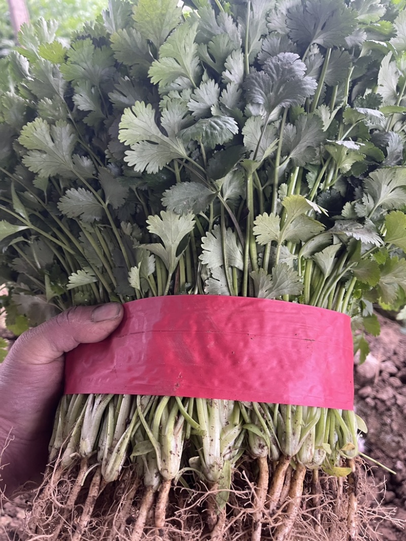 精品香菜，产地直销，适合各大市场，电商，欢迎资询