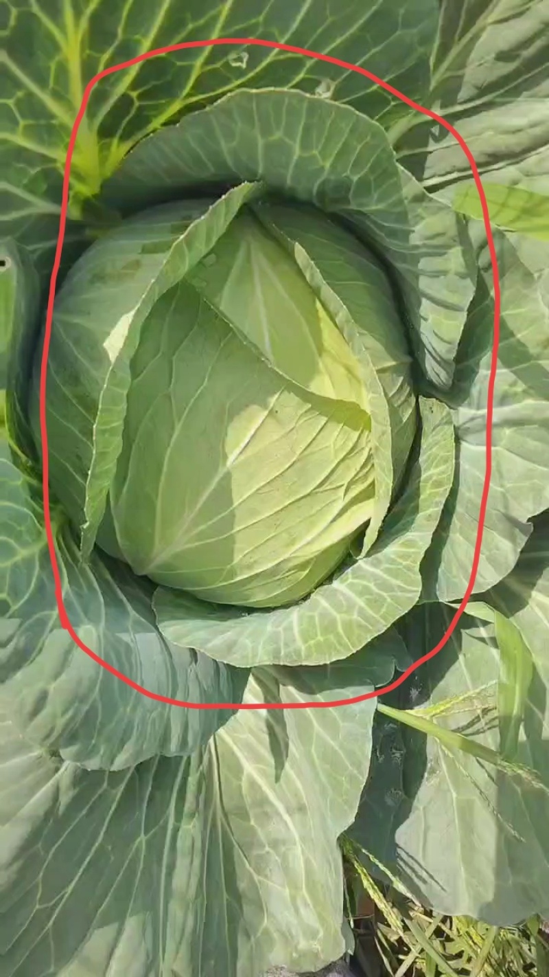 千亩平包菜，一手货源，可对接各大批发市场，商超，电商平台