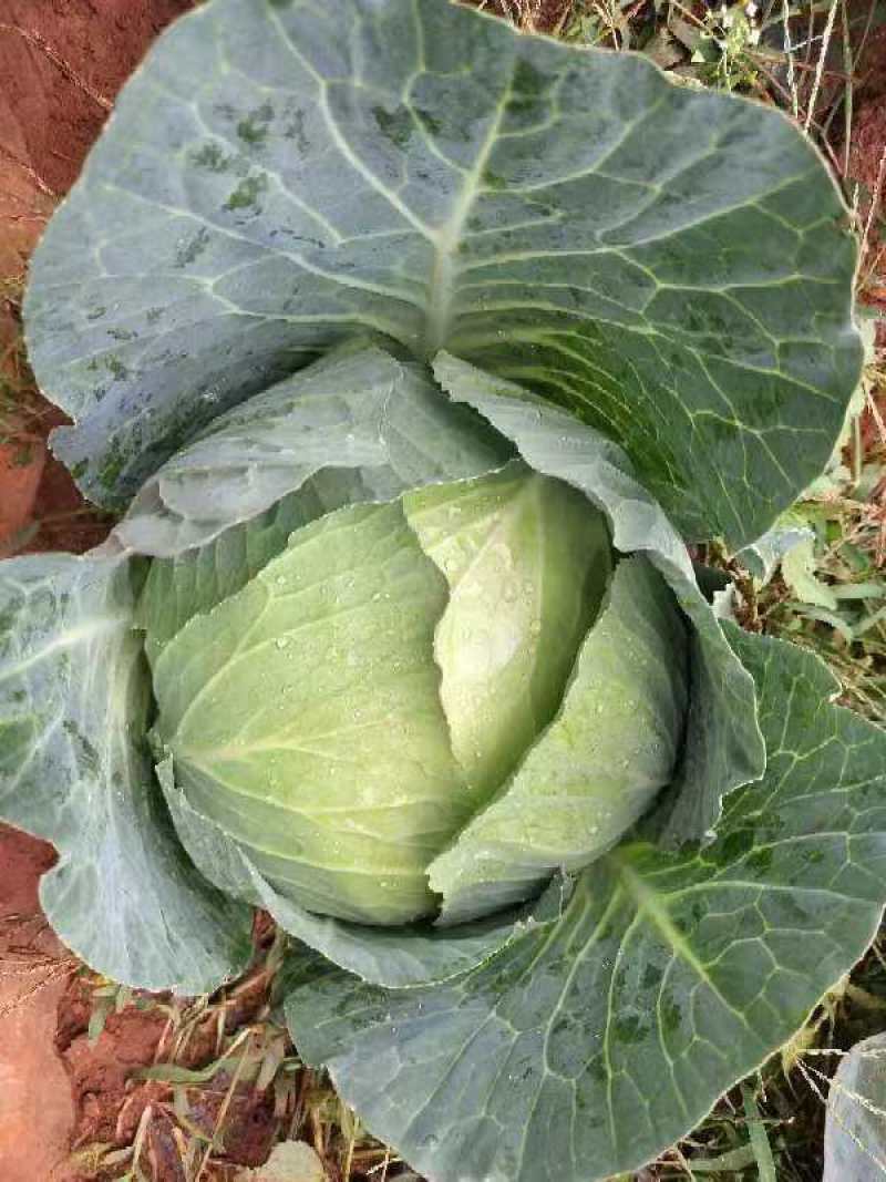 千亩平包菜，一手货源，可对接各大批发市场，商超，电商平台