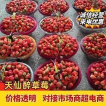 天仙醉草莓自家大棚一手货源按需求打包分拣装车承接电商加工