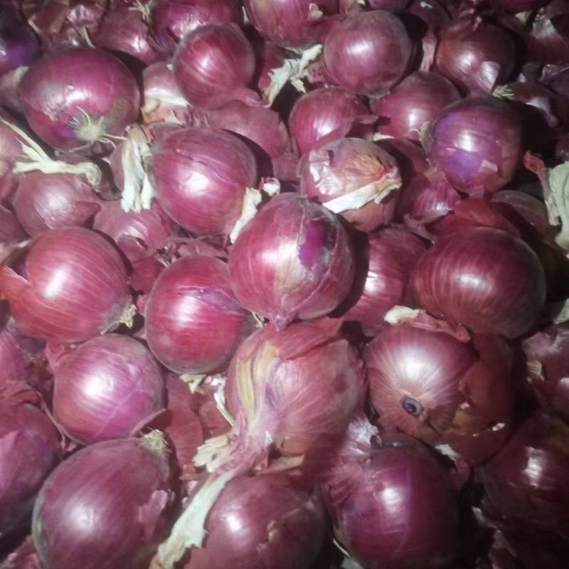 甘肃张掖高原夏菜高海拔紫葱黄葱个头大耐运输