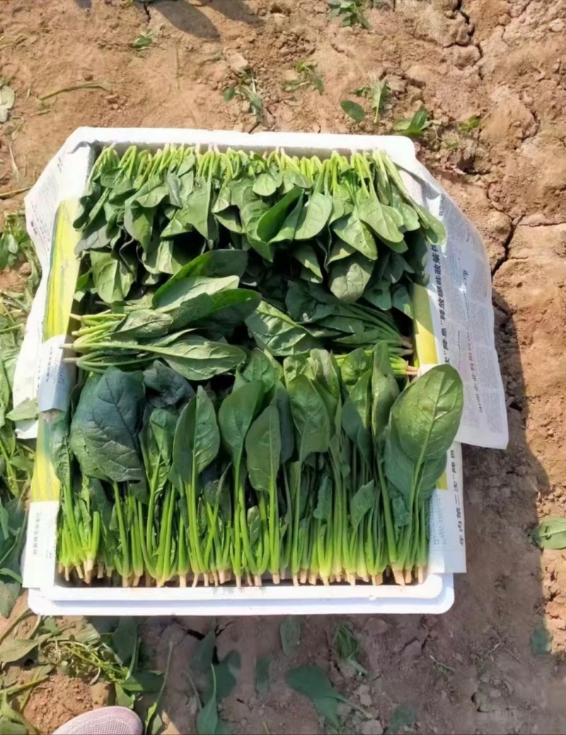 菠菜山东惠民万亩菠菜种植基地规格齐全代发全国！
