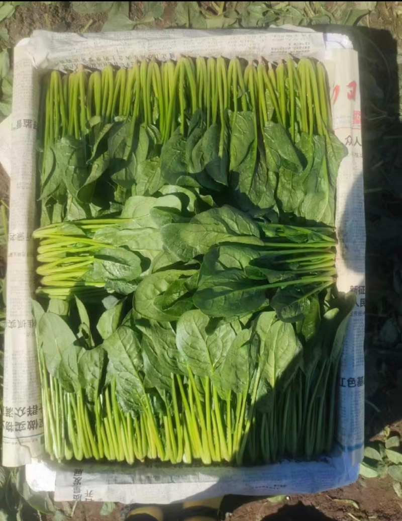 菠菜山东惠民万亩菠菜种植基地规格齐全代发全国！