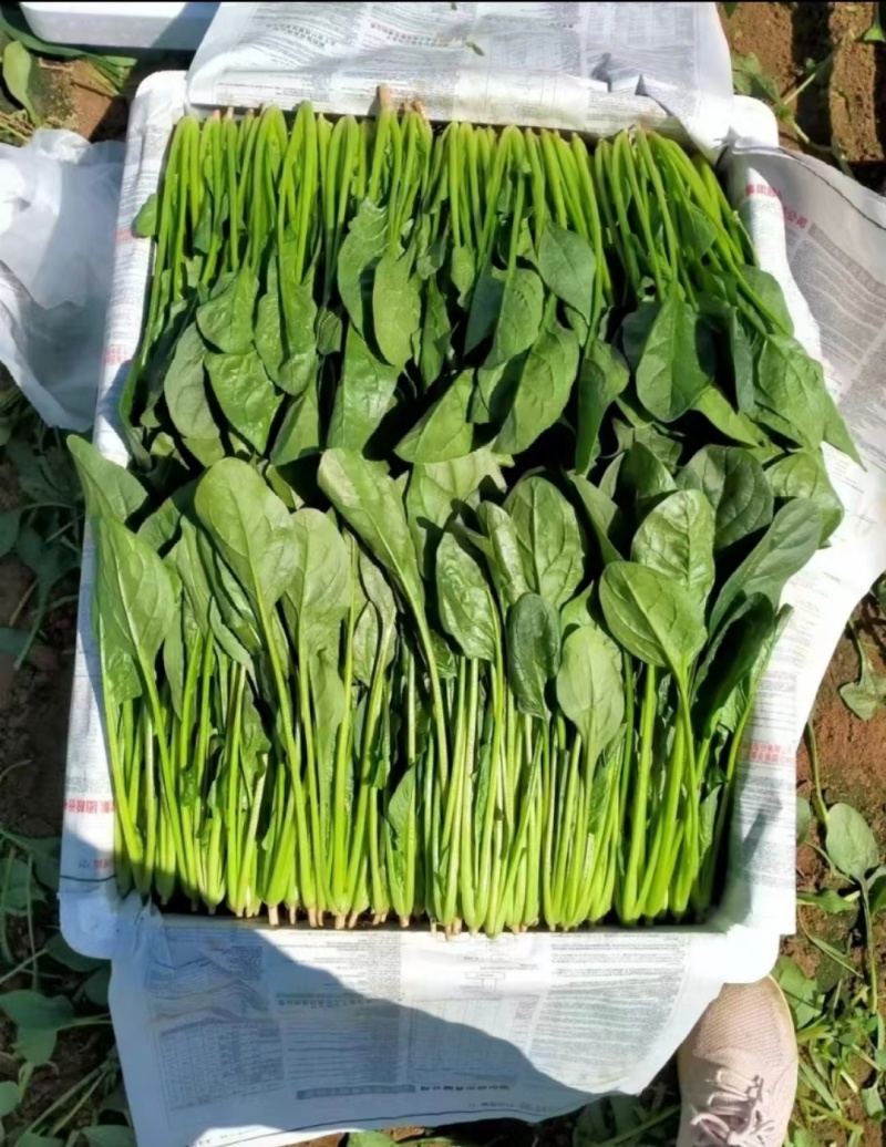 菠菜山东惠民万亩菠菜种植基地规格齐全代发全国！