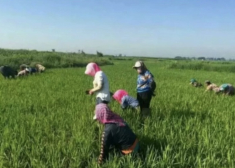 亲手育苗栽收脱粒加工打包发货正宗原产地五常稻花香大米粥米