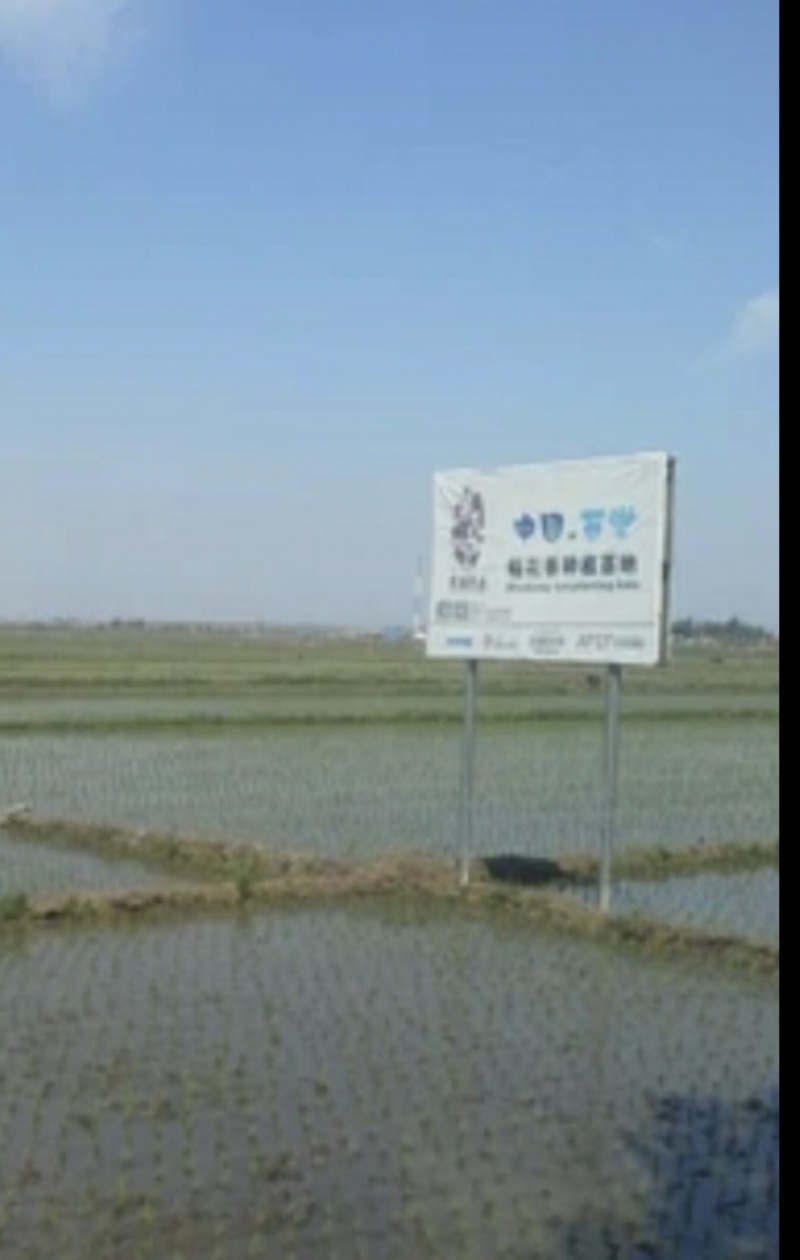 亲手育苗栽收脱粒加工打包发货正宗原产地五常稻花香大米粥米