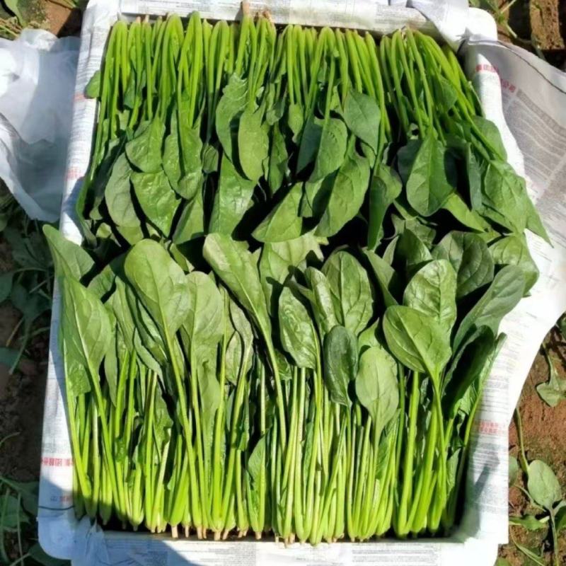 山东惠民菠菜万亩基地直供做工精细对接全国各大市场
