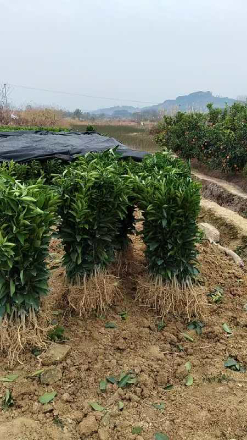 沙糖桔苗，沃柑苗广西苗圃直发，顺丰快递包邮到家。