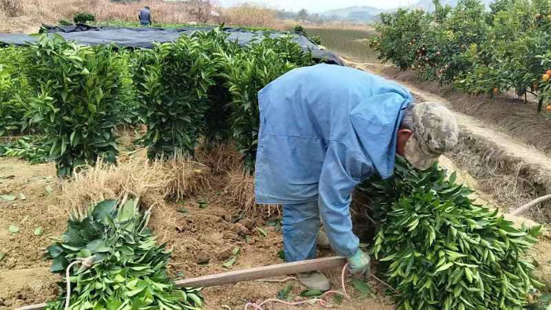 沙糖桔苗，沃柑苗广西苗圃直发，顺丰快递包邮到家。