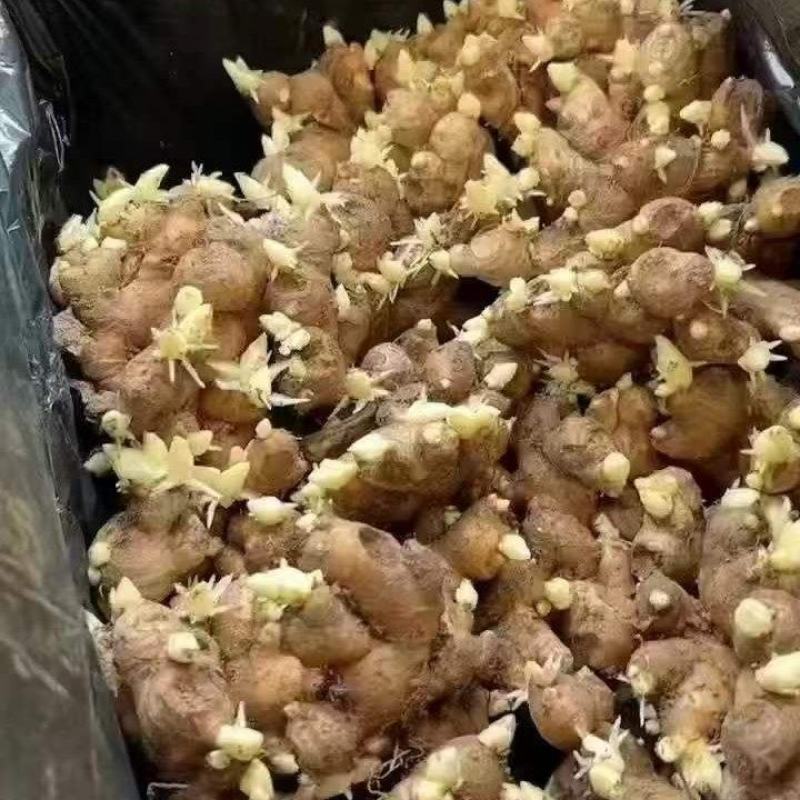 姜种，品质保证，价格优惠，实力商家，产地直发，量大从优