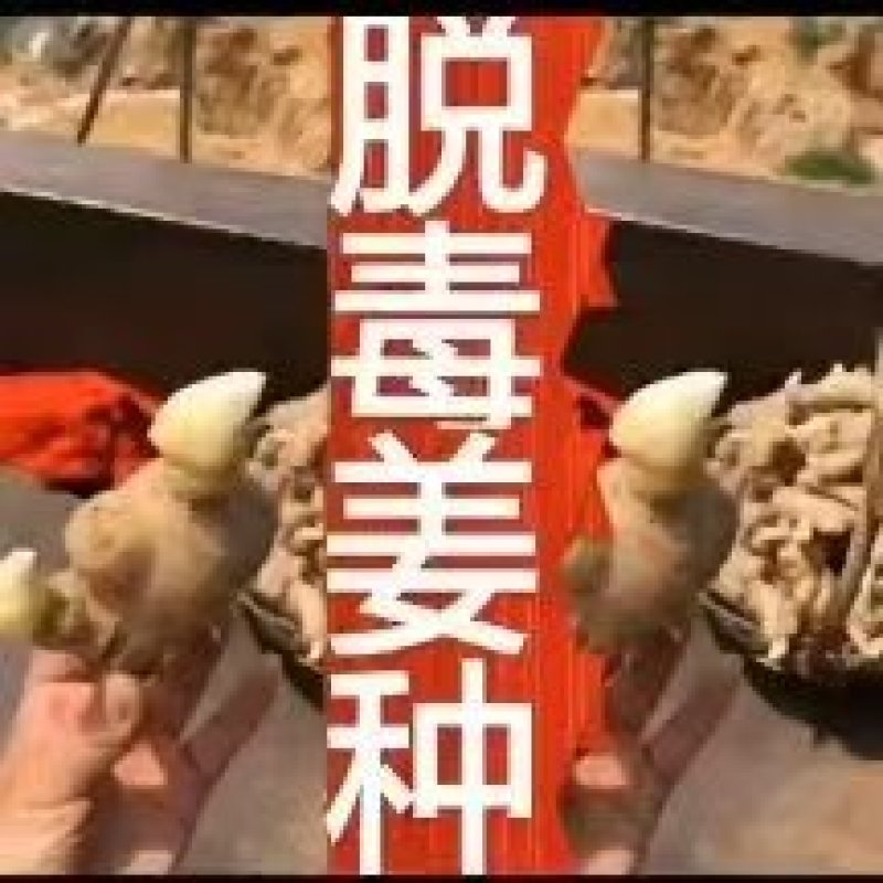 姜种，品质保证，价格优惠，实力商家，产地直发，量大从优