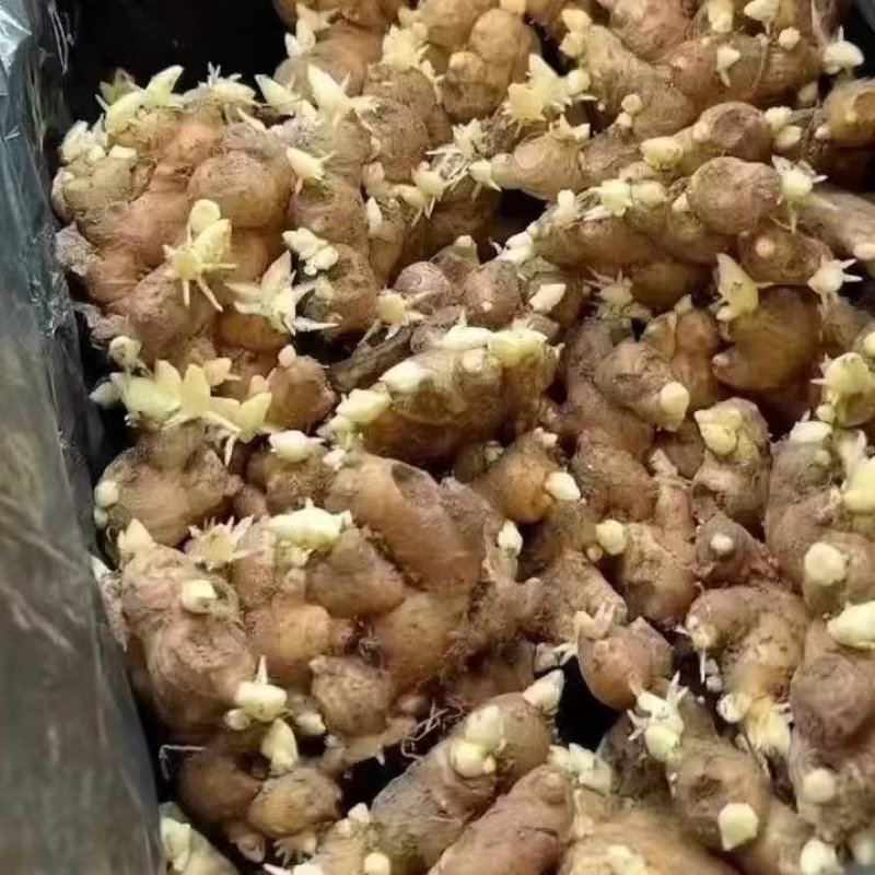 姜种，品质保证，价格优惠，实力商家，产地直发，量大从优