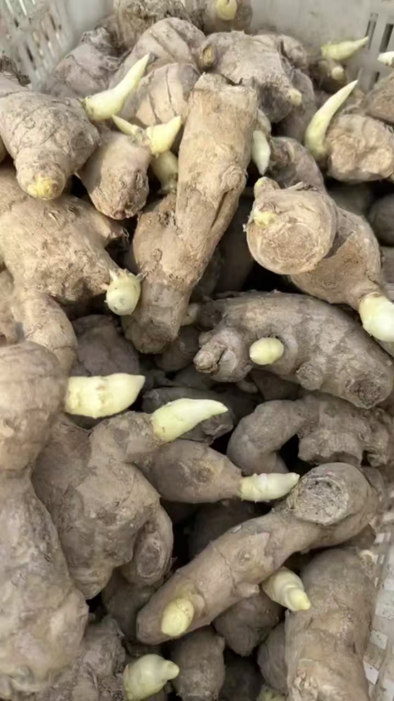 姜种，品质保证，价格优惠，实力商家，产地直发，量大从优