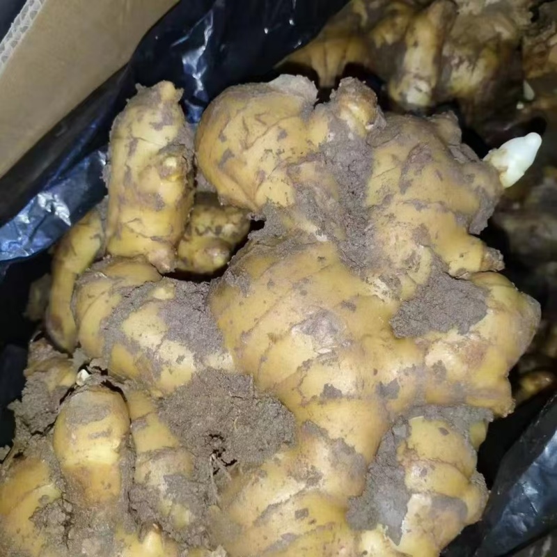 姜种，品质保证，价格优惠，实力商家，产地直发，量大从优