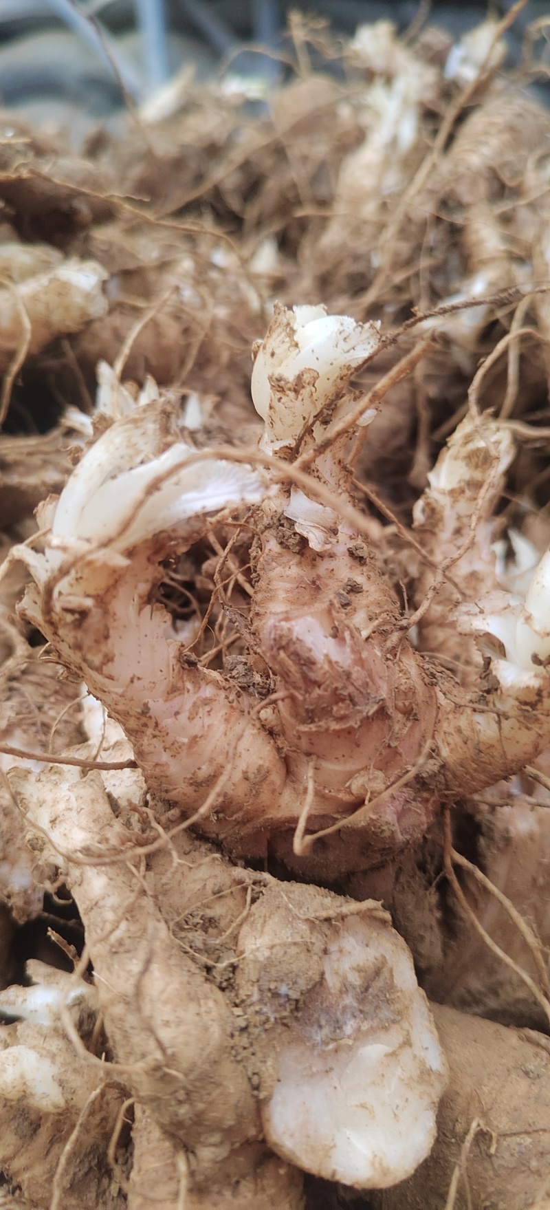 玄参种芽