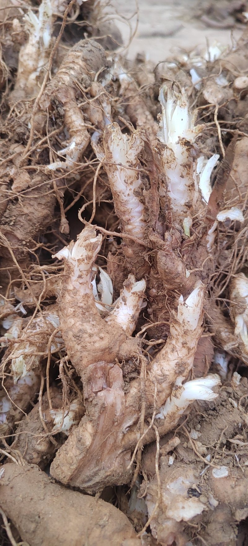 玄参种芽