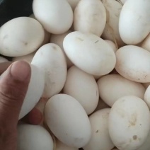 养殖场的大笨鹅蛋